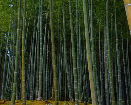 Bamboo forrest. Bamboe bos in Kyoto, Japan.
