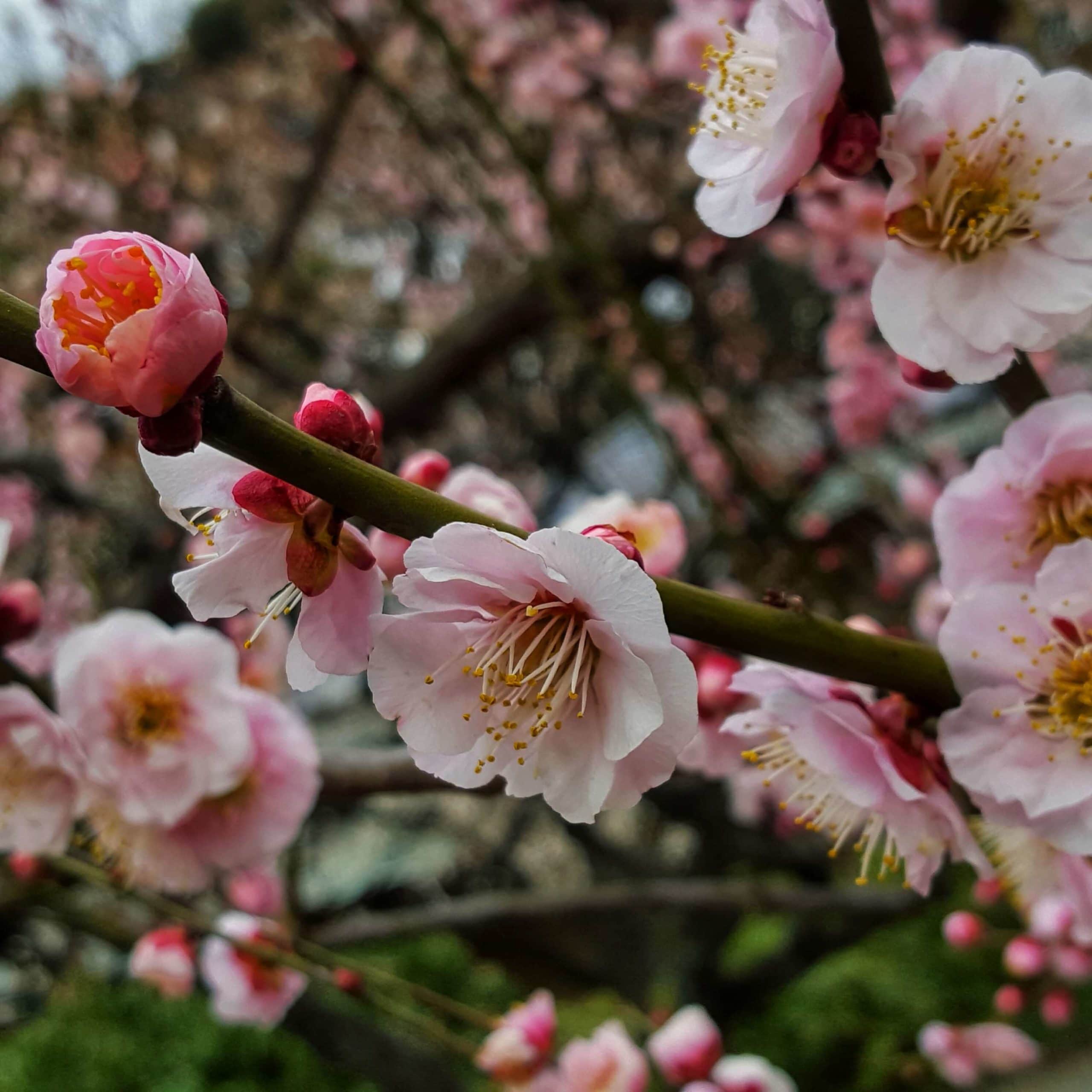Sakura blossom in a park in Tokyo, Japan.