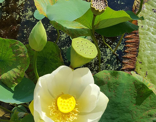 Lotus bloem en afterbloom in de Hortus Amsterdam