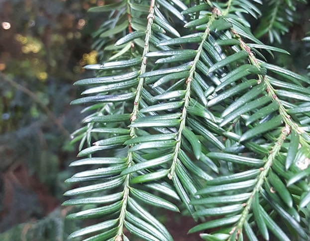 Taxus tree in the Botanical Garden in Amsterdam