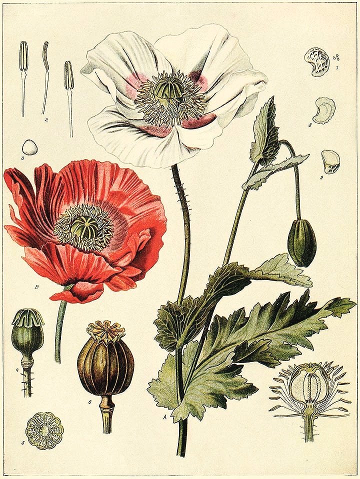 Klaproos, maandbloem van augustus. Botanische tekening. Blog over geboortebloemen sieraden. Oogst Goudsmeden in Amsterdam.