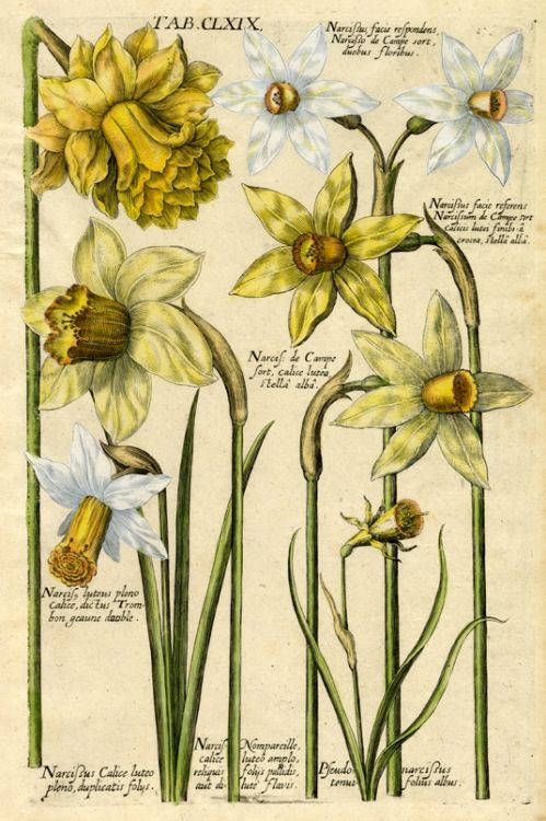 Maandbloem december Narcis Botanische tekening. Botanische tekening. Blog over geboortebloemen sieraden. Oogst Goudsmeden Amsterdam.