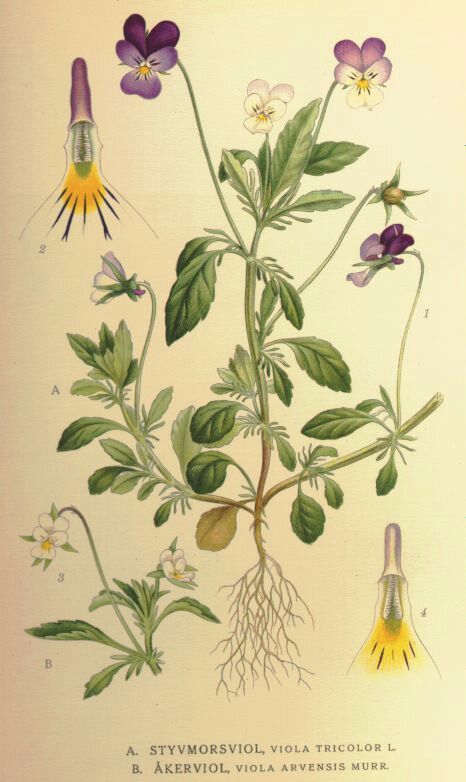 Viooltje, maandbloem van februari. Botanische tekening. Blog over geboortebloemen sieraden. Oogst Goudsmeden in Amsterdam.