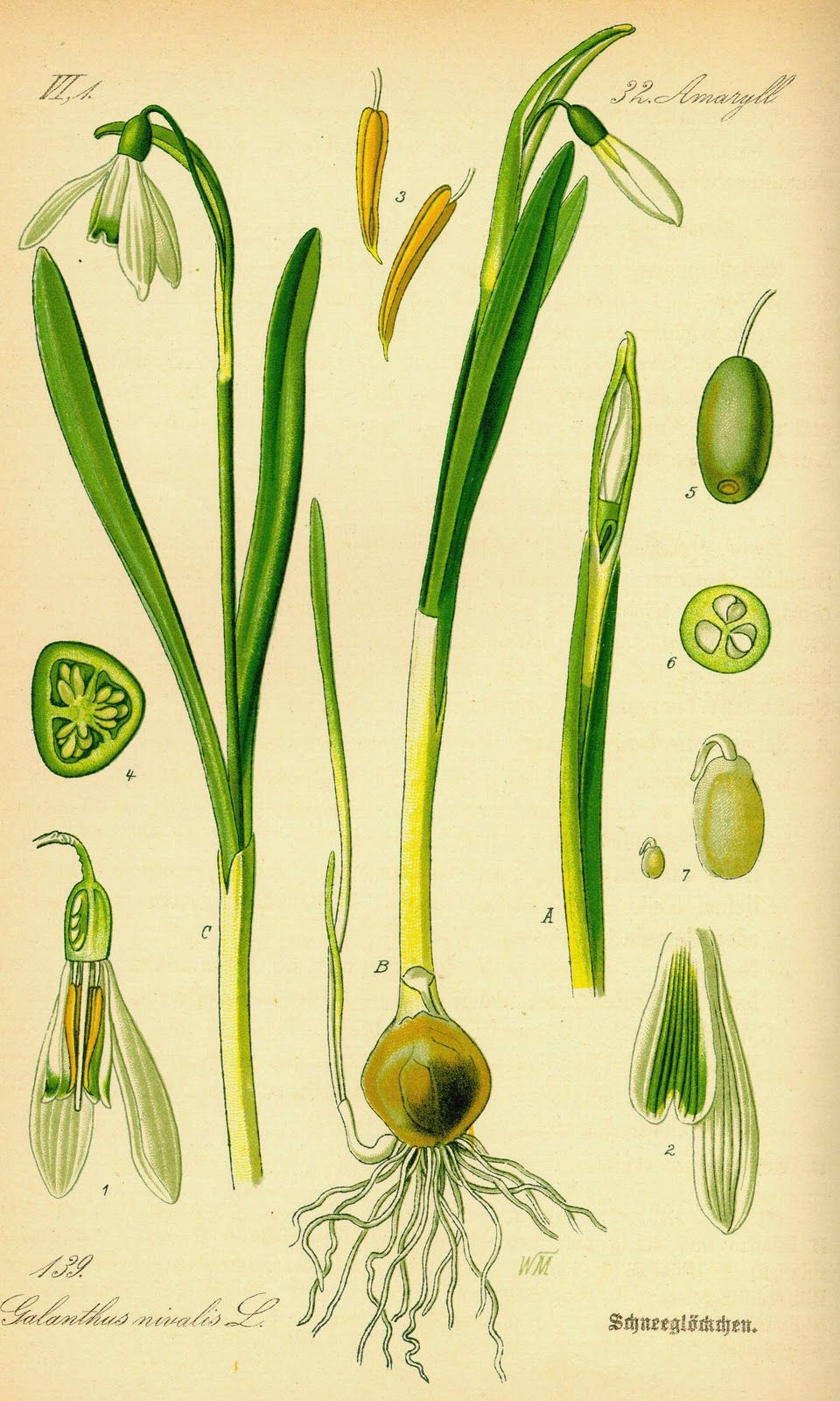 Maandbloem van januari Sneeuwklokjes. Botanische tekening. Inspiratie voor het sieraad van de geboortebloem van januari. Blog over geboortebloemen sieraden. Oogst Goudsmeden in Amsterdam.