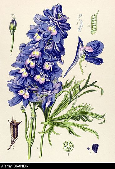 Ridderspoor, maandbloem van juli. Botanische tekening. Blog over geboortebloemen sieraden. Oogst Goudsmeden in Amsterdam.