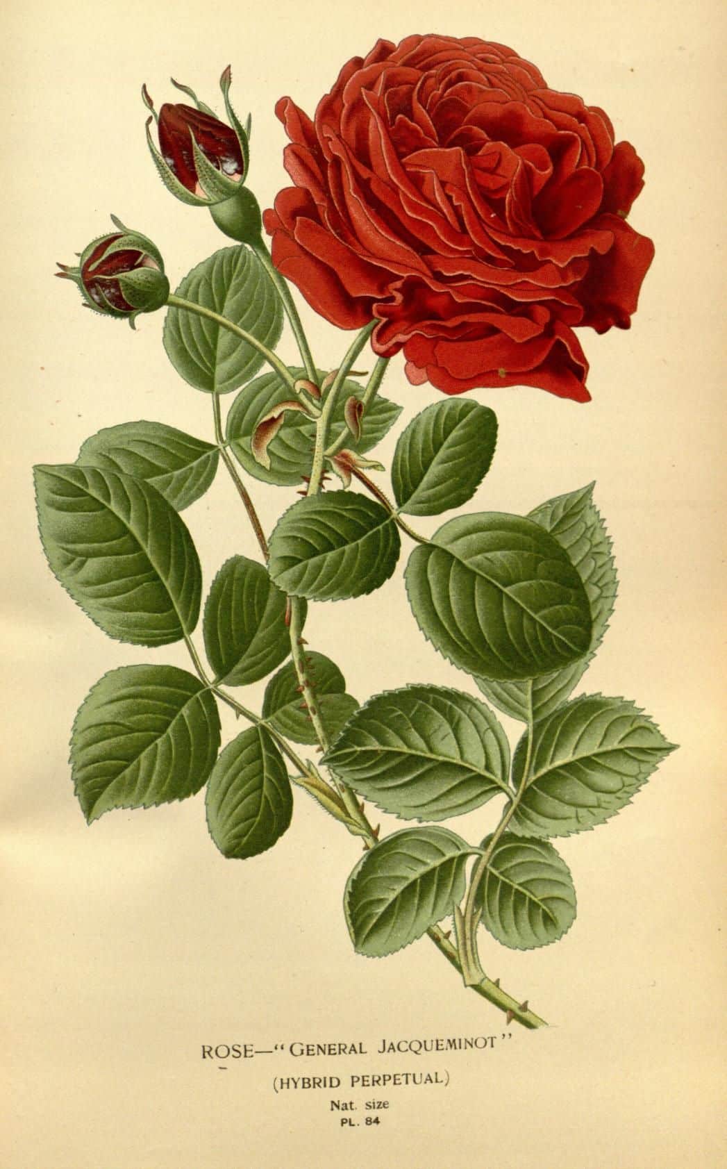 Roos, maandbloem van juni. Botanische tekening. Blog over geboortebloemen sieraden. Oogst Goudsmeden in Amsterdam.