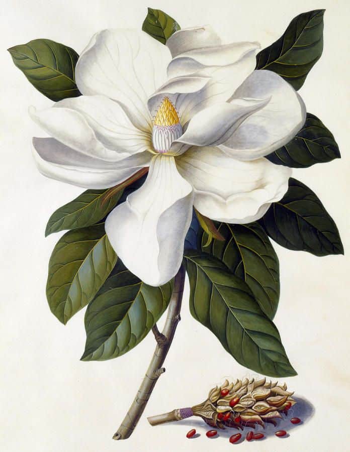 Magnolia, maandbloem van maart. Botanische tekening. Blog over geboortebloemen sieraden. Oogst Goudsmeden in Amsterdam.
