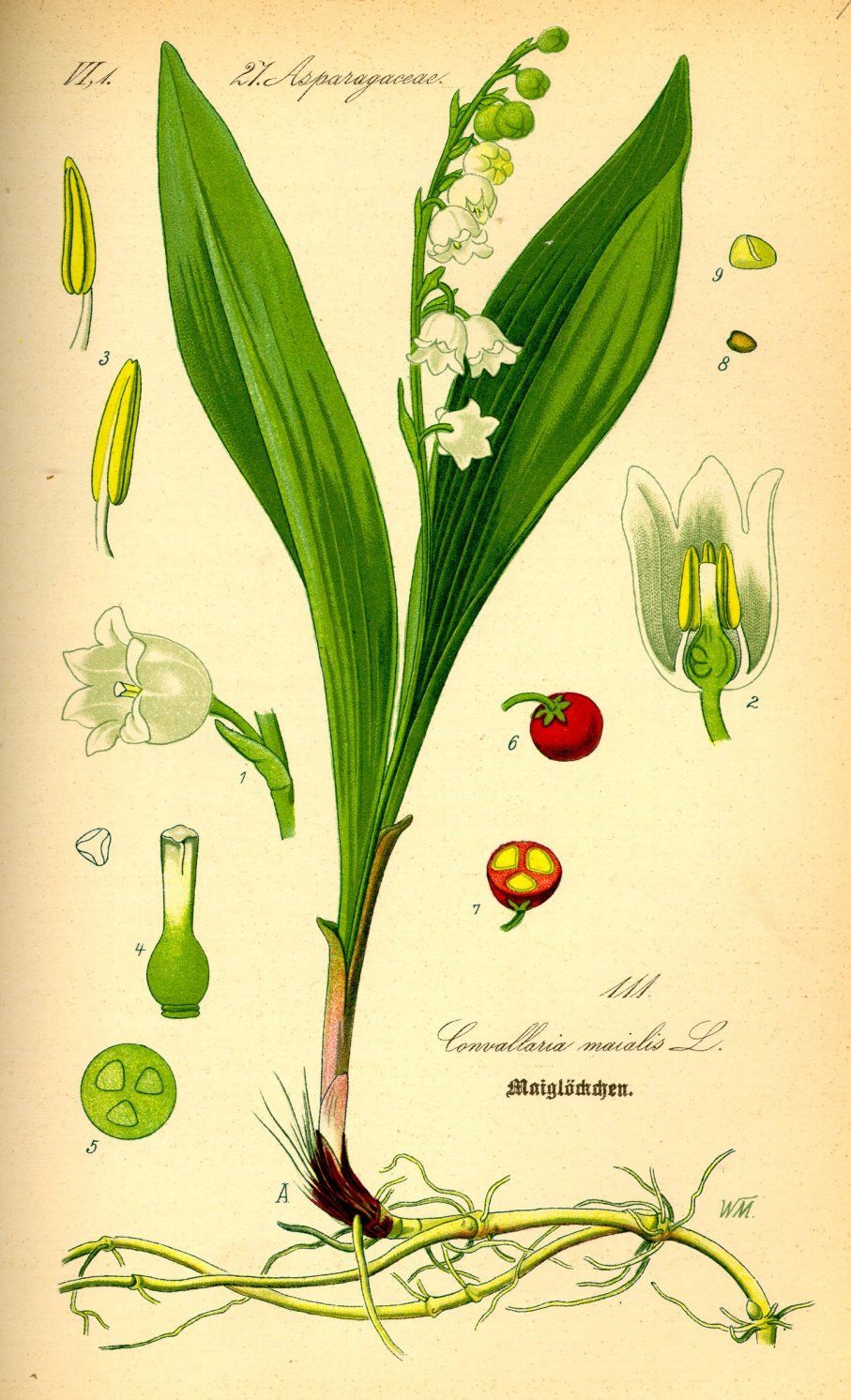 Lelietje-van-dalen, maandbloem van mei. Botanische tekening. Blog over geboortebloemen sieraden. Oogst Goudsmeden in Amsterdam.