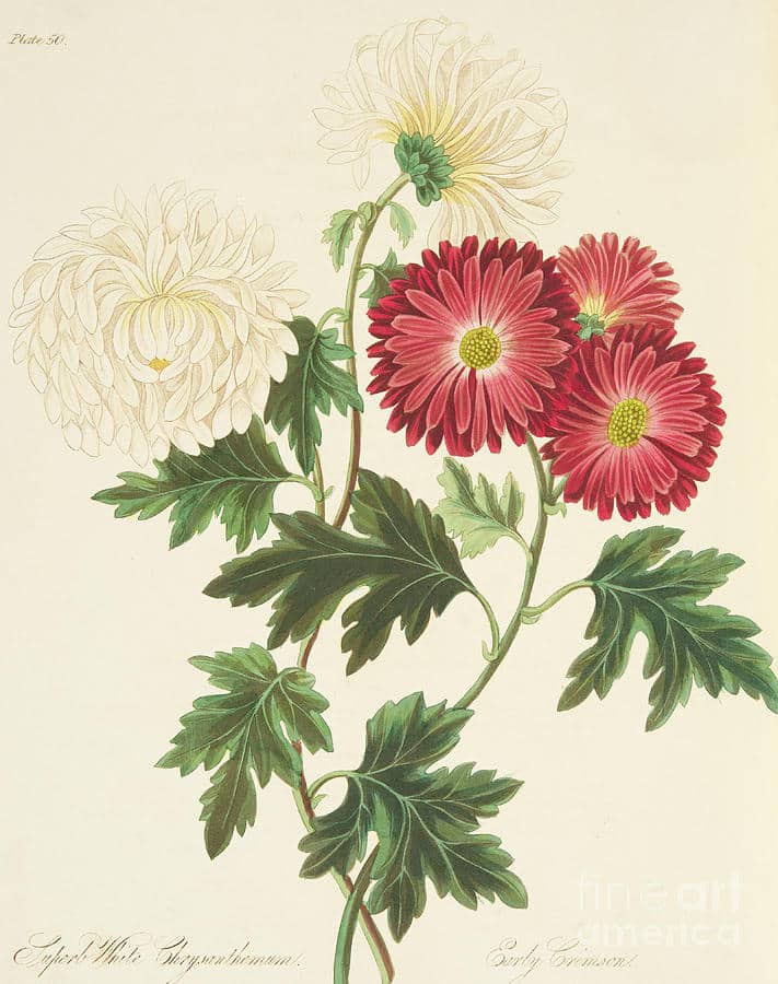 Maandbloem november Chrysanthemum Botanische tekening. Blog over geboortebloemen sieraden. Oogst Goudsmeden Amsterdam.